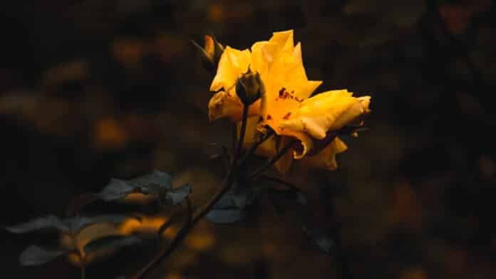 Yellow flower