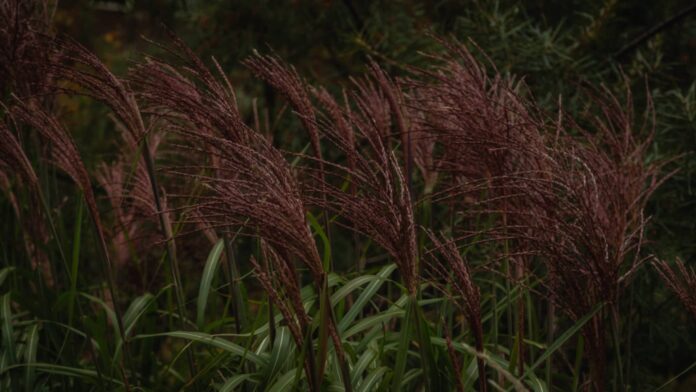 Autumn vegetation - Acceleration Theory