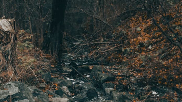 Rocky creek through a dense forest.