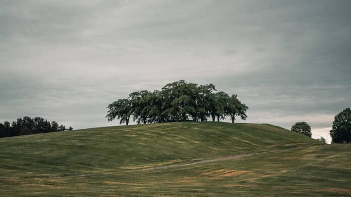 Gathering of trees on a cemetery.