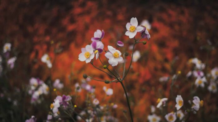 Delicate Spring Flowers