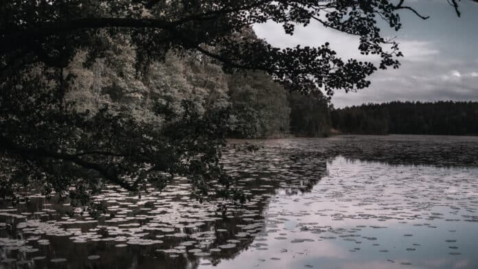 Swedish lake with over-hanging trees.