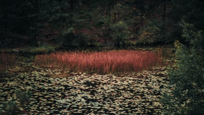 Overgrown lily pad lake.