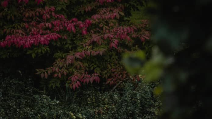 A bush with autumn leaves - The Four-Dot Ellipsis in Star Wars