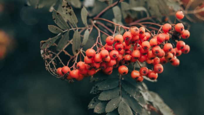 Rowan-berries.