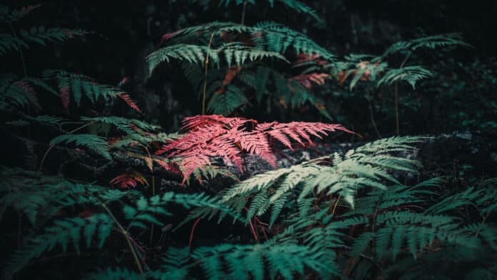 Red fern.