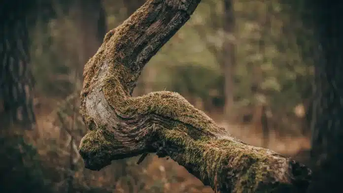 Crooked Branch