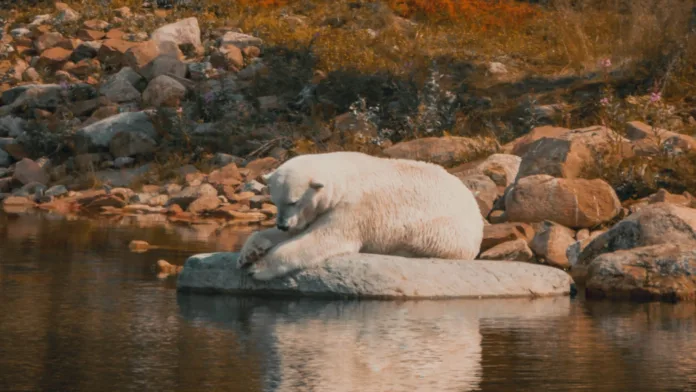 Polar Bear in Spring