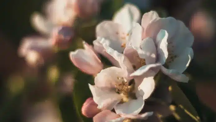 Pink Flowers