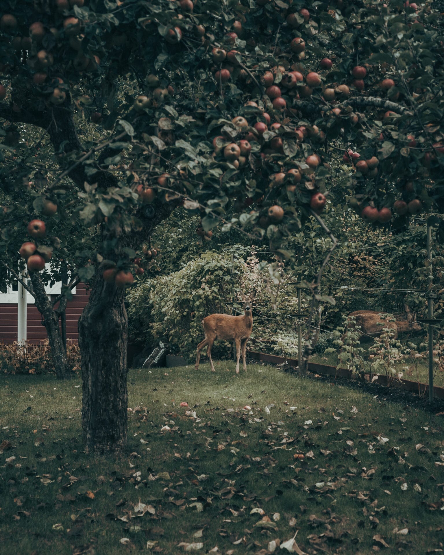 This roe deer stopped long enough under the apple tree for me to take a photo.