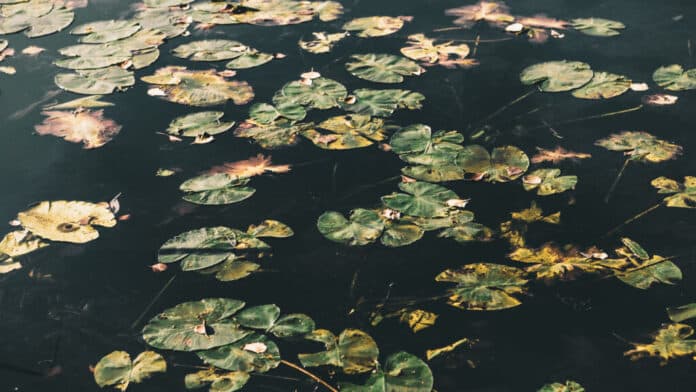 Water lily leaves.