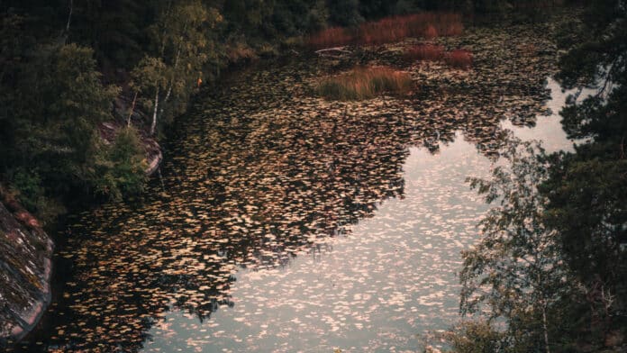 Lily pads in autumn.