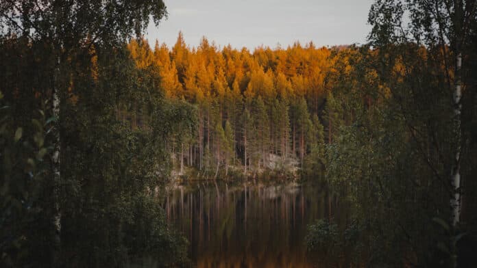 Sunrise over a Swedish lake - PR Beyond AI - We Must Replace Ourselves