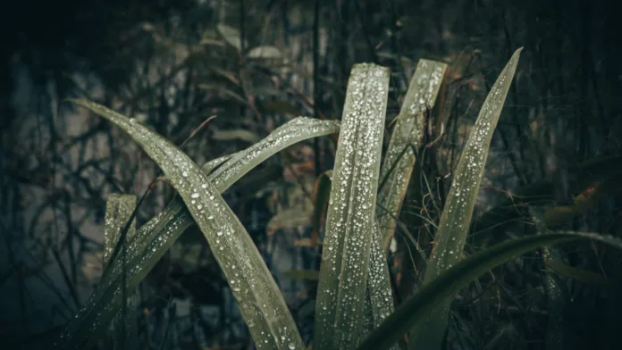 Rain Drops on Grass