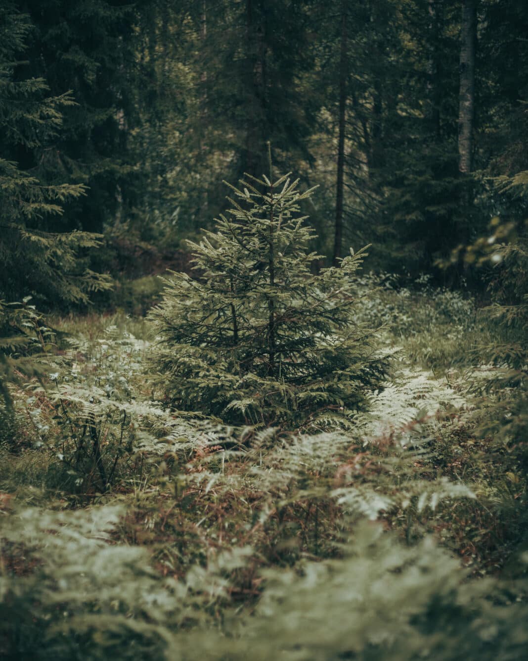 Forest Therapy - Pine Tree