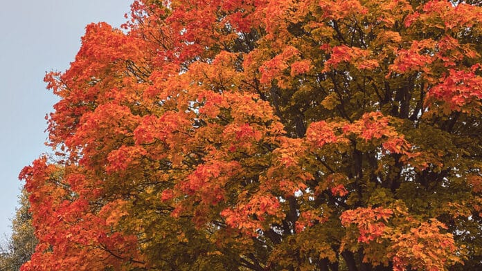 An autumn tree shifting in shades of orange.