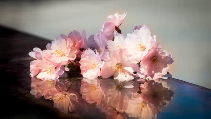 Pink apple blossom.