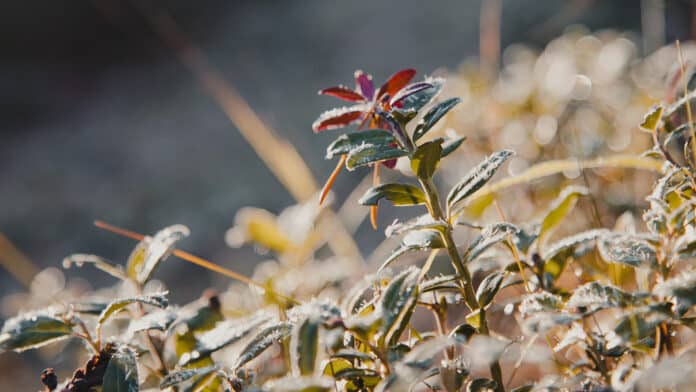 Small flower in the morning sun.