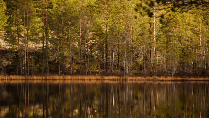 Tree-line by the water in spring, Sweden.