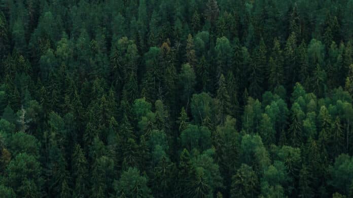 A Swedish forest with deep green pine trees.