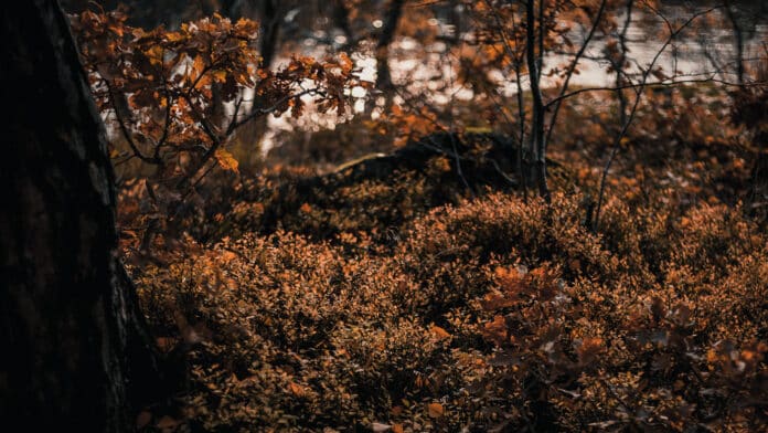 Browning foliage in the fall, Sweden.