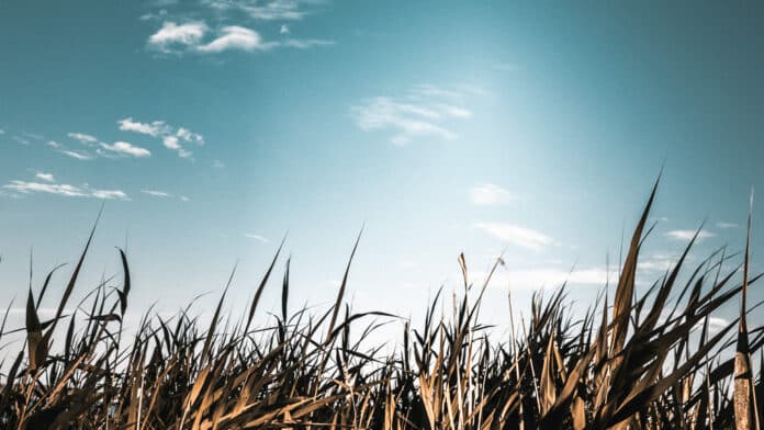 Grass and sky.