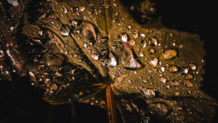 Water droplets on leaf.