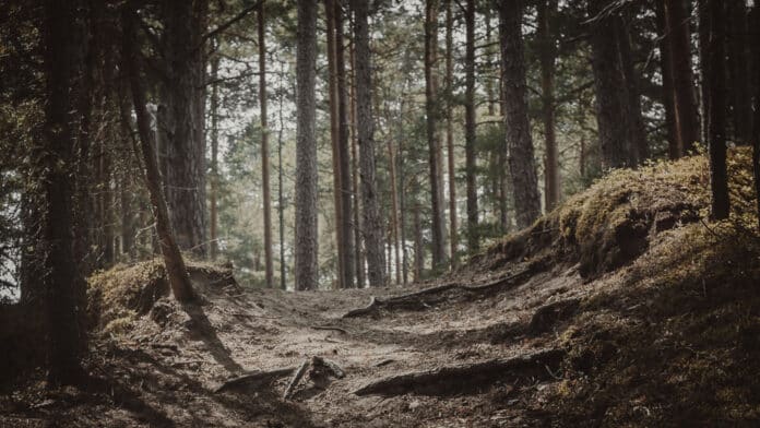 A sunny path in a Swedish forest.