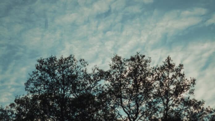 A tree crown against a blue sky with light clouds.