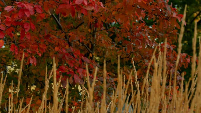 Grass and leaves in autumn colours.