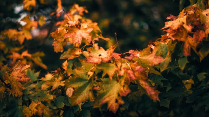 Yellowing leaves on a tree in autumn.