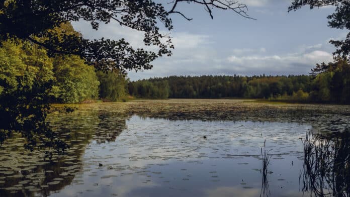 A lake almost overgrown with water lily pads.