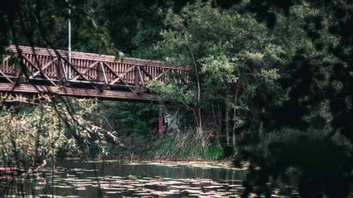 Partially overgrown wooden bridge with grafitti.