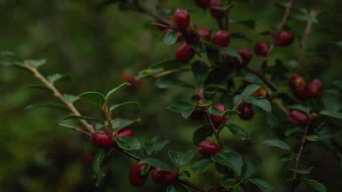 Red berries.