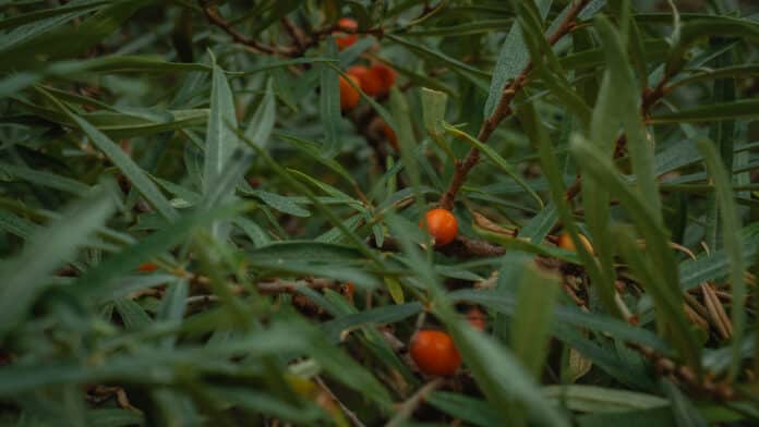 Rose hips embedded in green leafs.