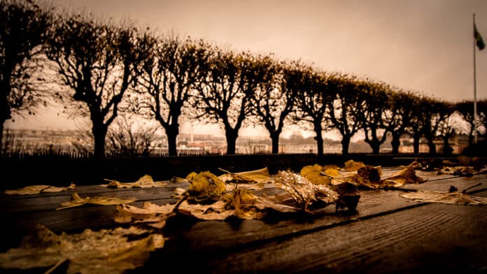 Wet yellow leaves on a wooden table.