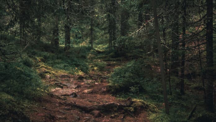 Path in the woods.