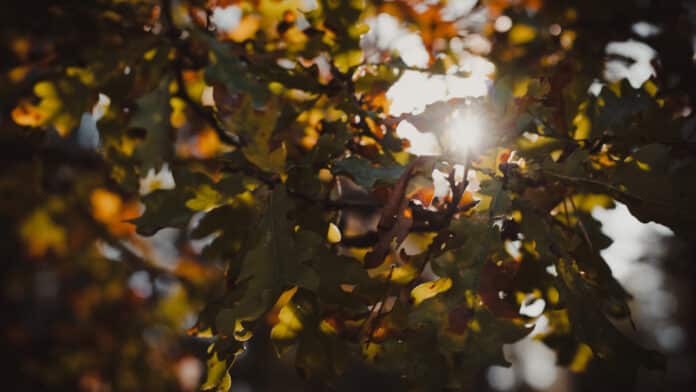 Rays of sunshine through leaves.