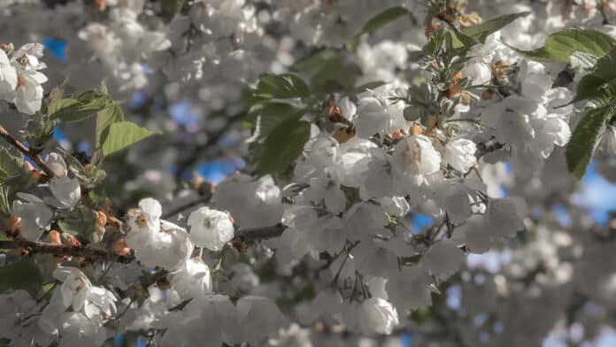 Apple blossom.