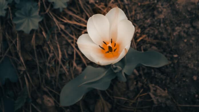 Lonely white flower.