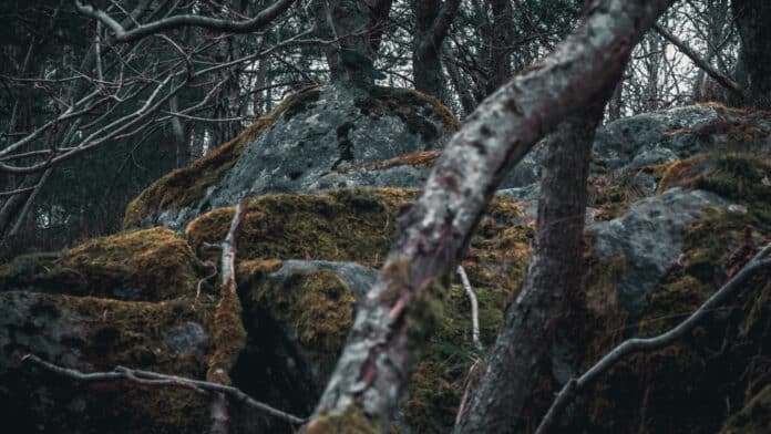 Mossy stones.