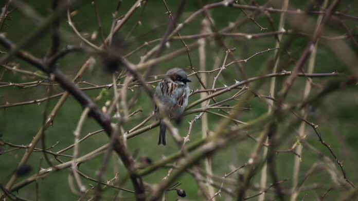 Small grey bird.