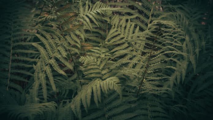 Fern.