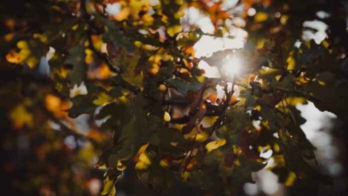 Sun rays through autumn foliage.