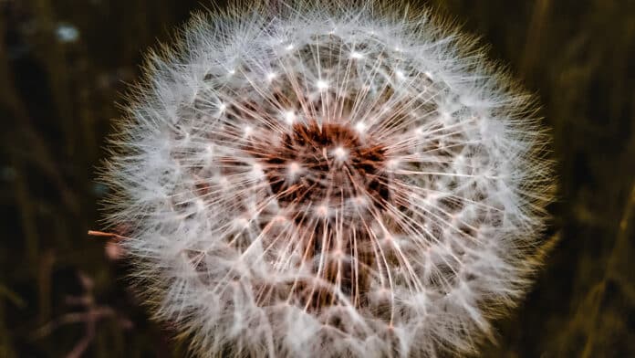 Dandelion close-up.