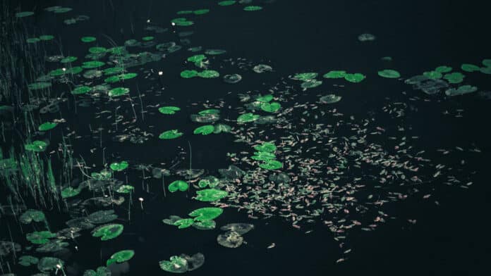 Lily pads on a black lake.