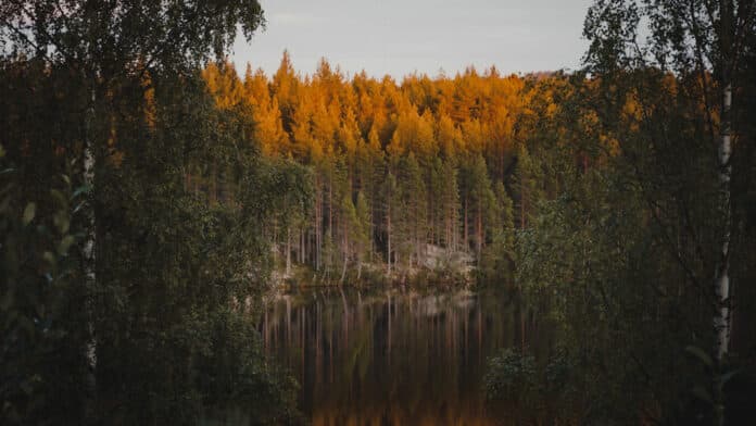 Sunrise over a forest by a lake.